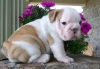 adorable english bulldog puppies